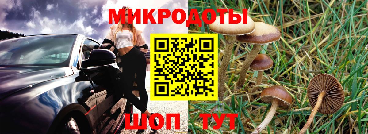 Галлюциногенные грибы Psilocybe  Вход с VPN  Каменка 